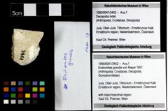 Foto (Objekt + Etiketten) von Eodromites grandis (von Meyer 1857) 